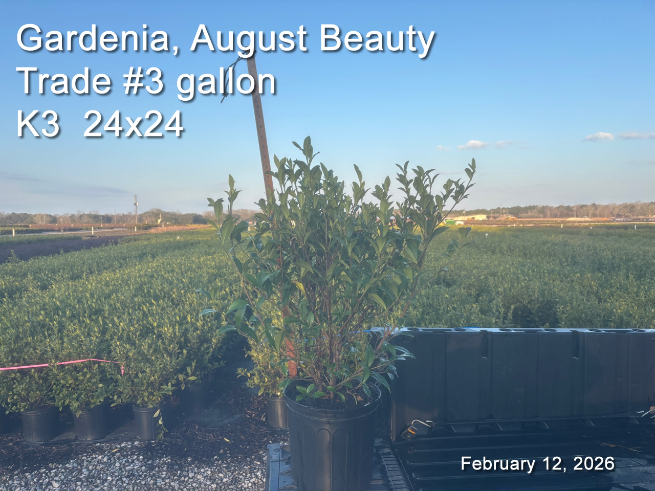 gallery/gab3t k3 feb12.jpg